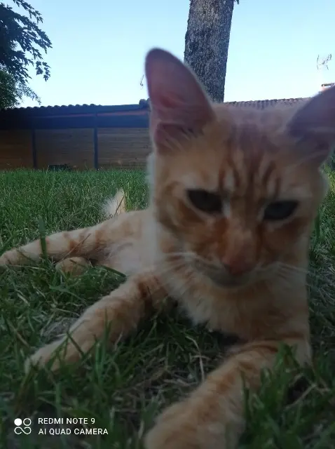 chat lost   82410 Saint-Étienne-de-Tulmont Tigrou