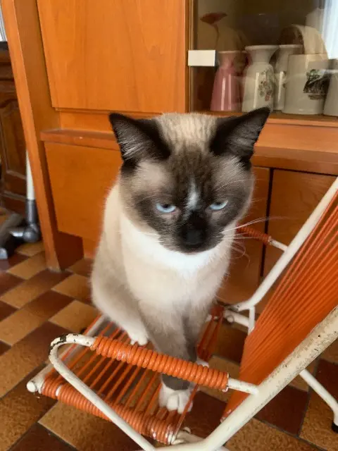 chat lost   82100 Castelsarrasin titou