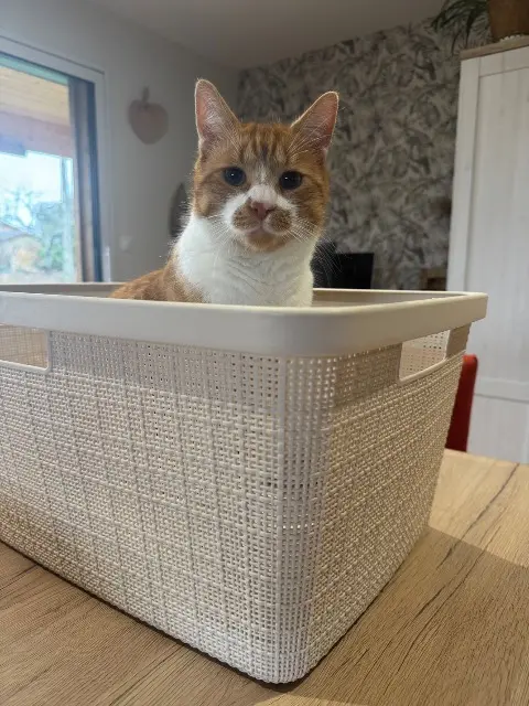 chat lost   82710 Bressols Ulysse