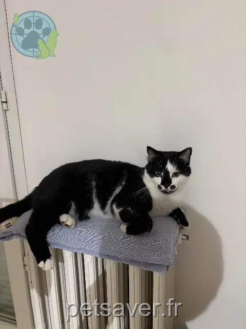 chat lost   82200 Moissac Ulysse