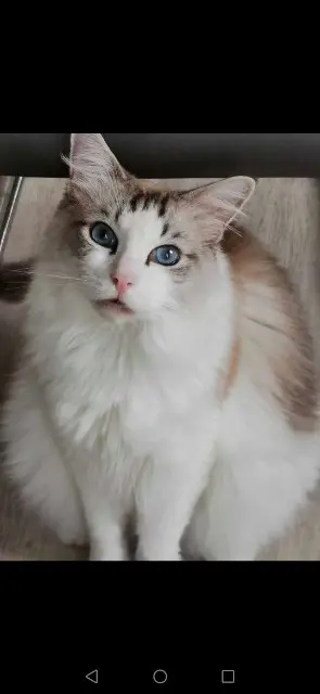 cat lost   82400 Valence Roméo