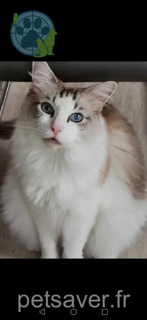 cat lost 82400 Valence Roméo cat lost 82400 Valence Roméo