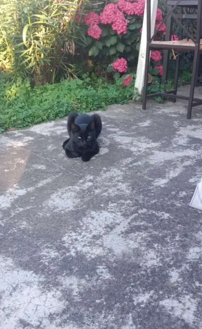 chat lost   82100 Castelsarrasin Volti