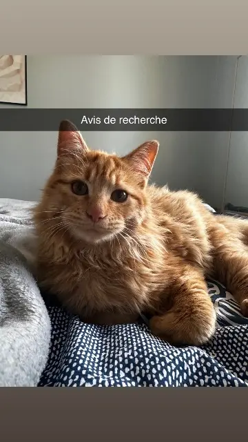 chat lost   82110 Lauzerte Winny