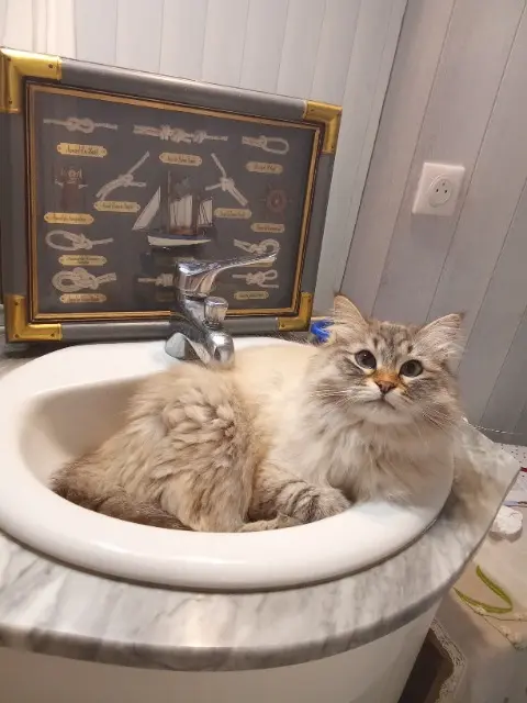 chat lost   82500 Beaumont-de-Lomagne Wulf