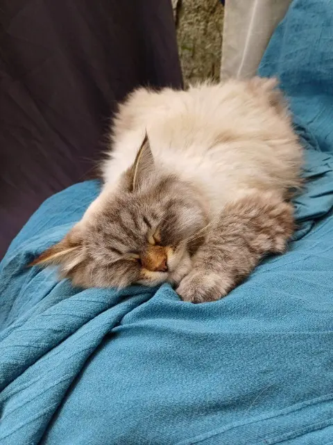 chat lost   82500 Beaumont-de-Lomagne Wulf
