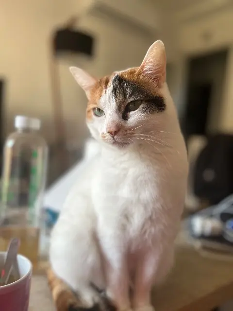 chat lost   82000 Montauban Yumi