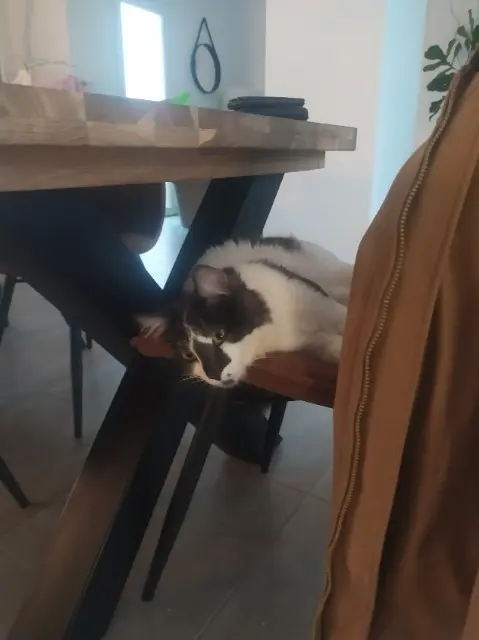 chat lost   82130 L'Honor-de-Cos Zig
