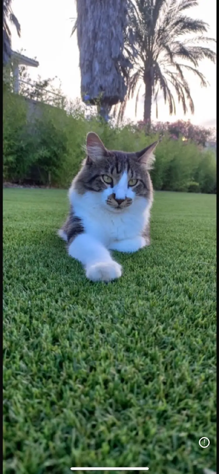Chat Perdu 83 Var Chat Perdu 83 Var