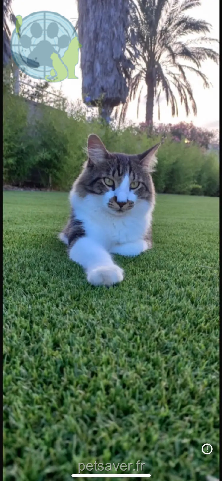 Chat Perdu 83 Var Chat Perdu 83 Var