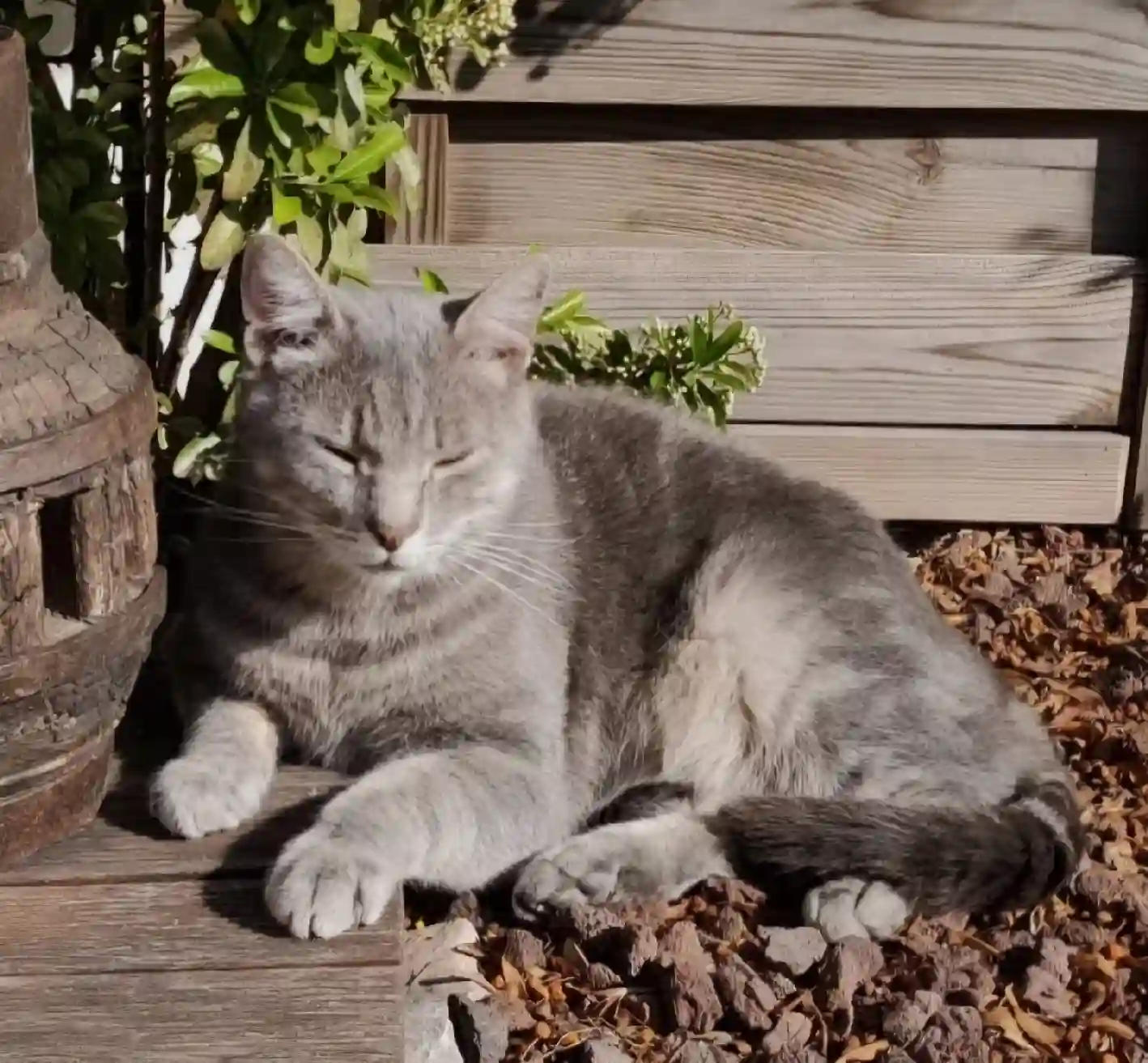 Chat Perdu 83 Var - Anakin Chat Perdu 83 Var - Anakin