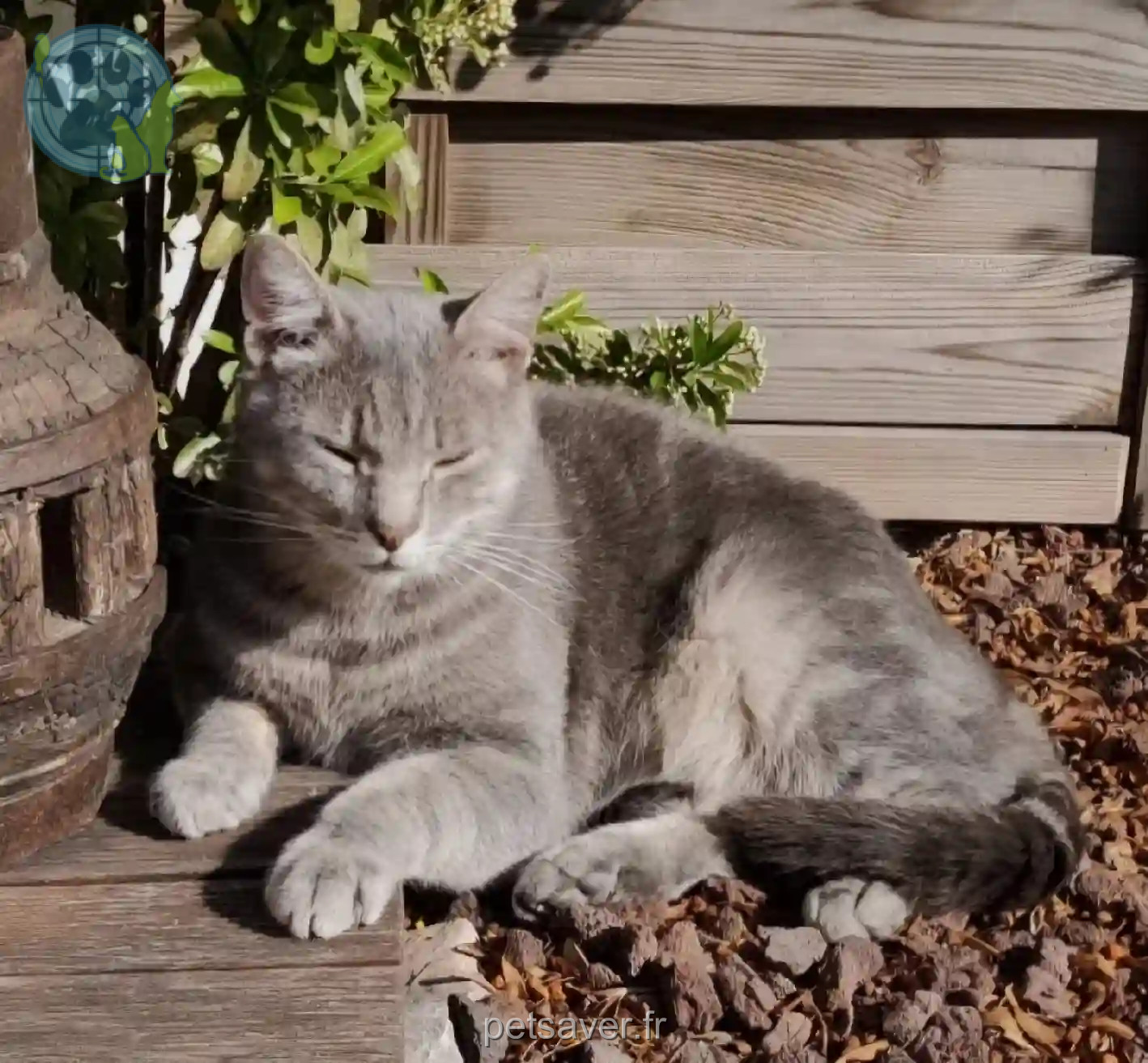 Chat Perdu 83 Var - Anakin Chat Perdu 83 Var - Anakin