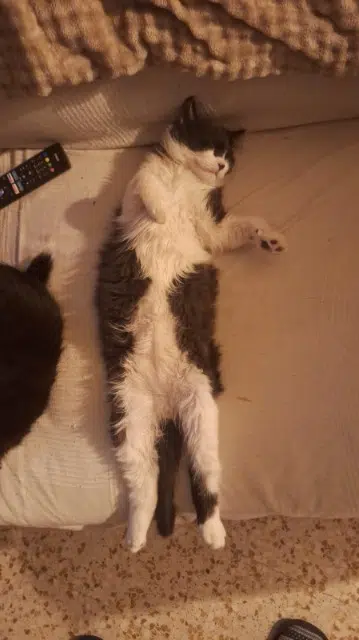 chat lost   83690 Salernes Athena