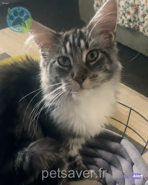 chat lost   83136 Néoules Azoze