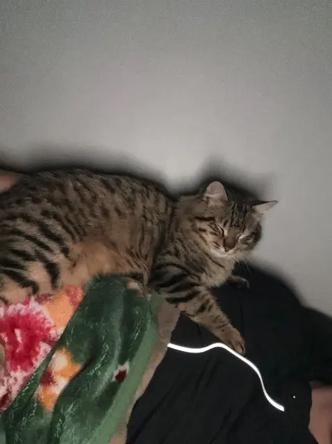 chat lost   83260 La Crau Azur