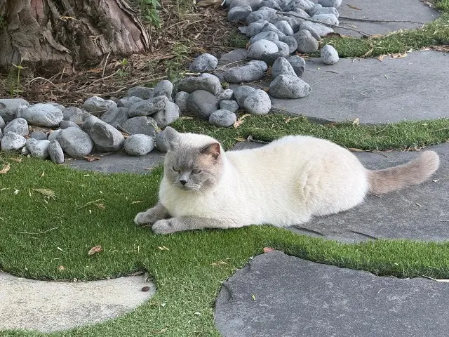 chat lost    Saint-Raphaël Bublik