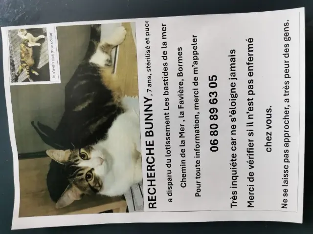 chat lost   83230 Bormes-les-Mimosas Bunny