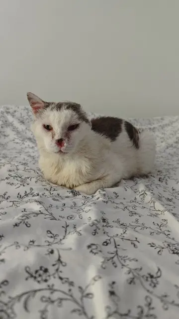 chat lost   83670 Montmeyan Chamallow