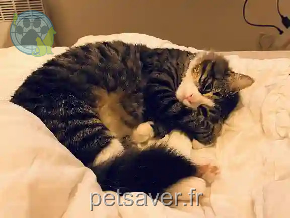 Chat Perdu 83 Var - Chicken Chat Perdu 83 Var - Chicken