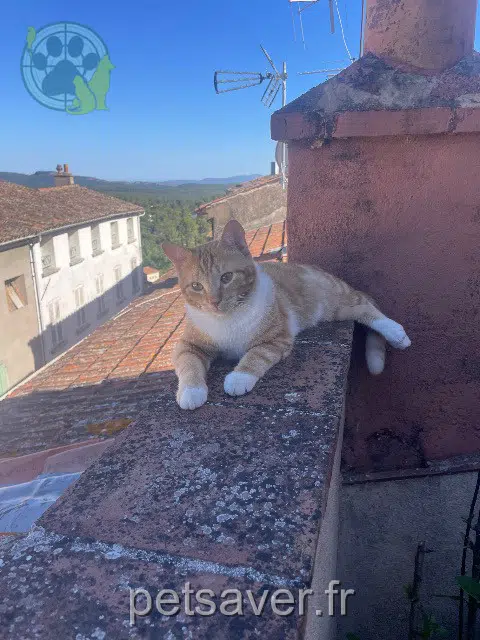 chat lost   83830 Callas Choupy