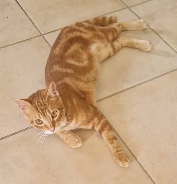 chat lost   83310 La Môle Cooky