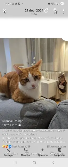 chat lost    Fréjus Coton