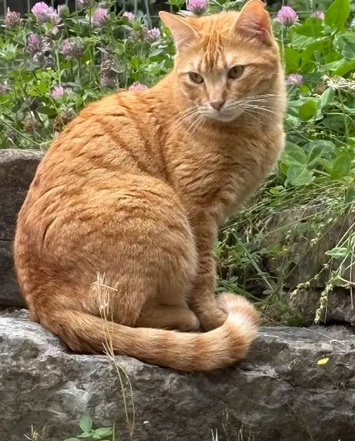 chat lost   83440 Fayence Crousti