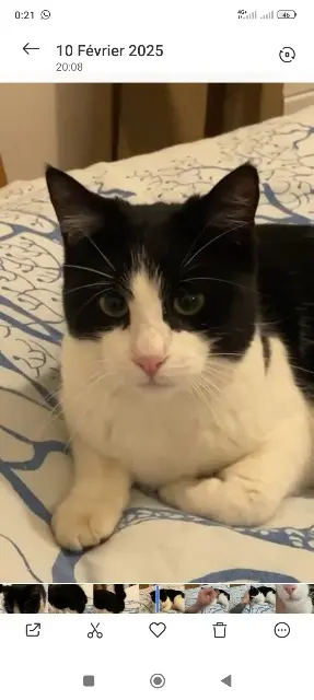 gato perdido 83440 Tourrettes Cuicui gato lost 83440 Tourrettes Cuicui