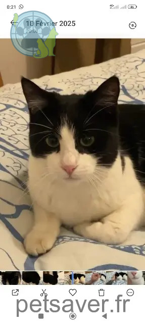 chat perdu 83440 Tourrettes Cuicui chat lost 83440 Tourrettes Cuicui