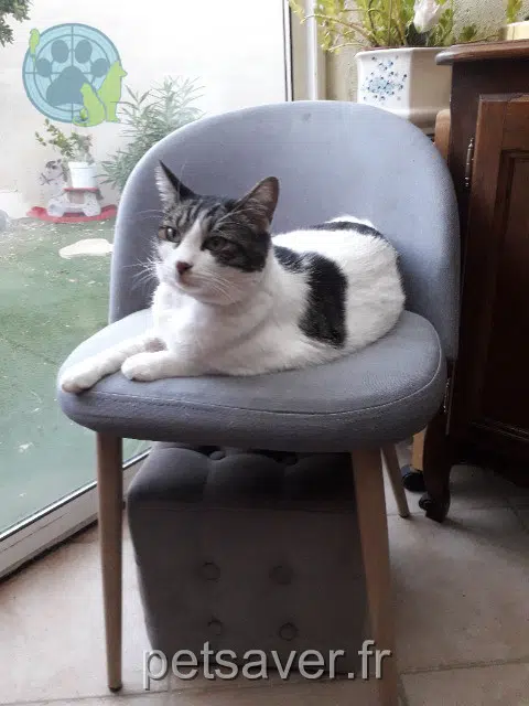 chat lost   83140 Six-Fours-les-Plages Dexter