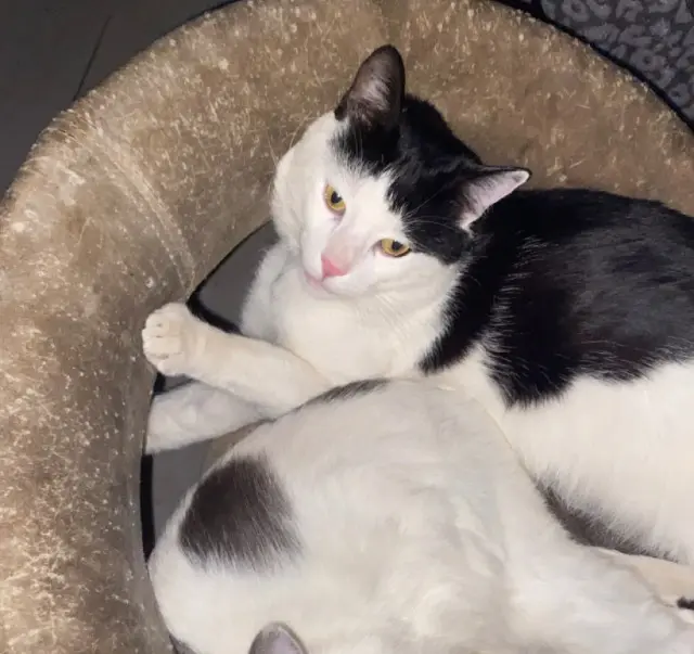 chat lost   83150 Bandol Dosblack