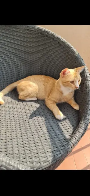 chat lost    Roquebrune-sur-Argens Doudou
