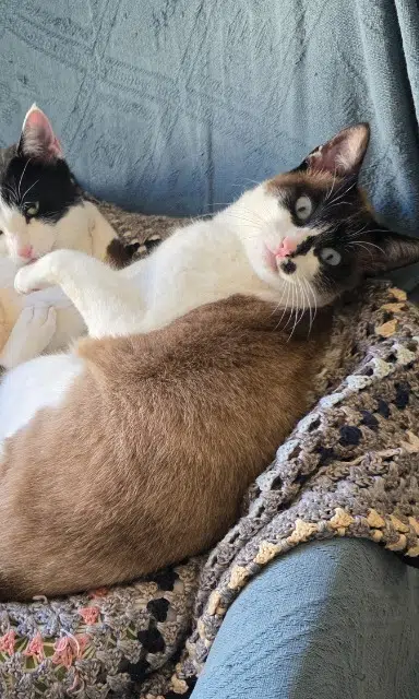 chat lost   83910 Pourrières Eclair