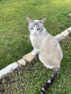 Chat Perdu 83 Var Chat Perdu 83 Var