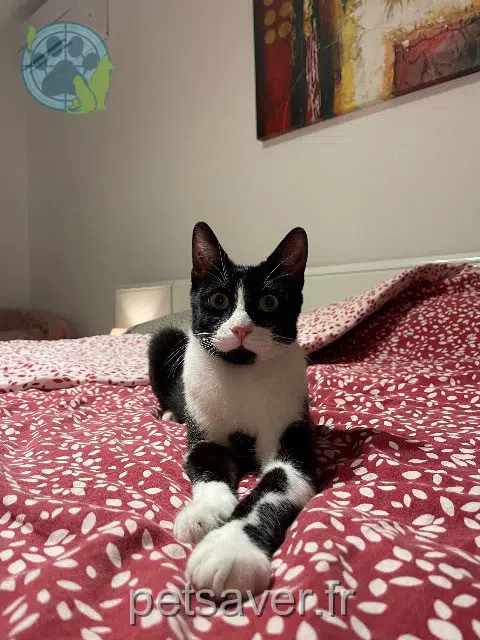 chat lost   83260 La Crau Elvis