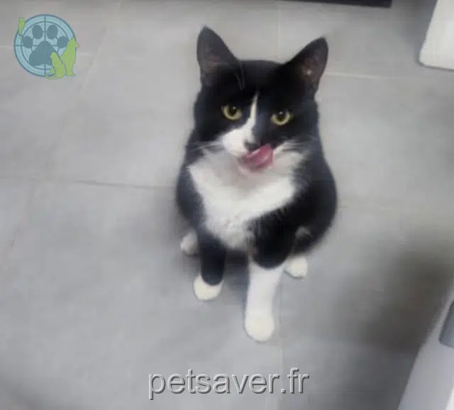 chat lost   83920 La Motte Figaro