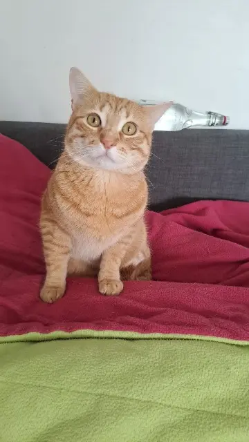 chat lost   83300 Draguignan Figaro