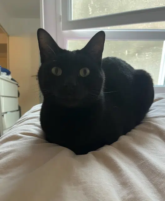 chat lost   83130 La Garde Flash