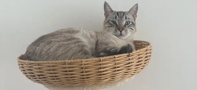 chat lost   83210 La Farlède Floky