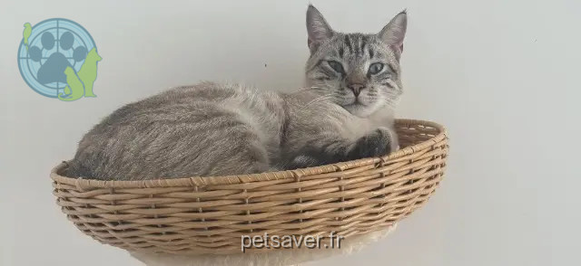 gato perdido 83210 La Farlède Floky gato lost 83210 La Farlède Floky
