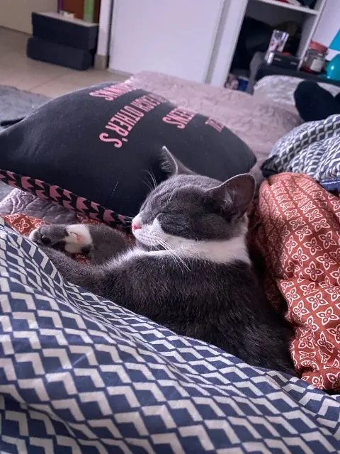 chat lost   83190 Ollioules Fricassée