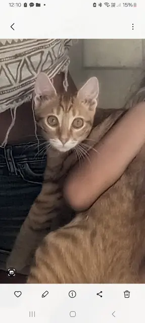 chat lost   83510 Lorgues Fuego