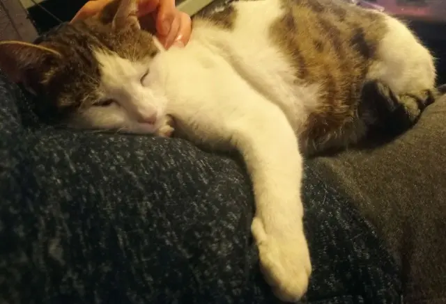 chat lost   83130 La Garde Félix