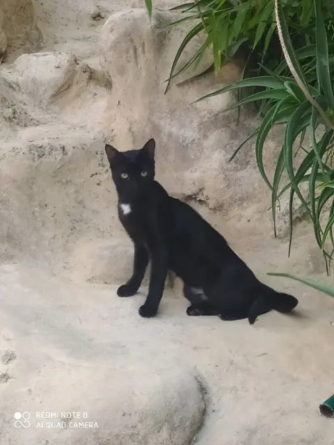 gato perdido 83270 Saint-Cyr-sur-Mer Genesis gato lost 83270 Saint-Cyr-sur-Mer Genesis