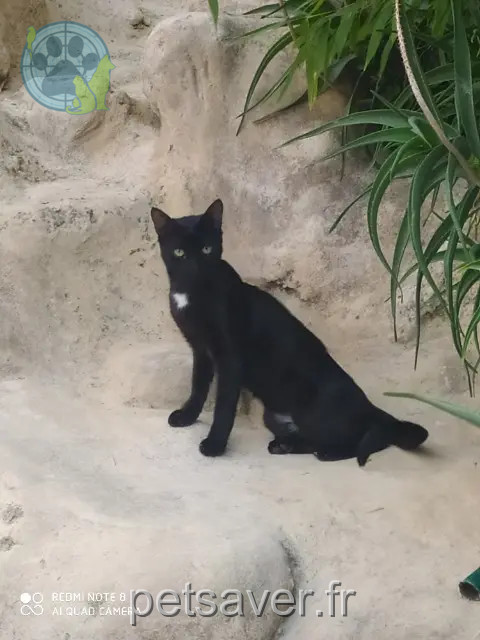 chat perdu 83270 Saint-Cyr-sur-Mer Genesis chat lost 83270 Saint-Cyr-sur-Mer Genesis