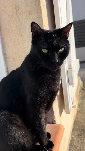 chat lost   83400 Hyères Gouzi