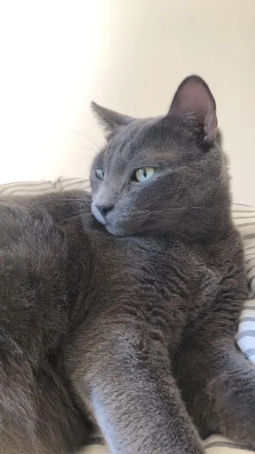 chat lost   83160 La Valette-du-Var Gucci