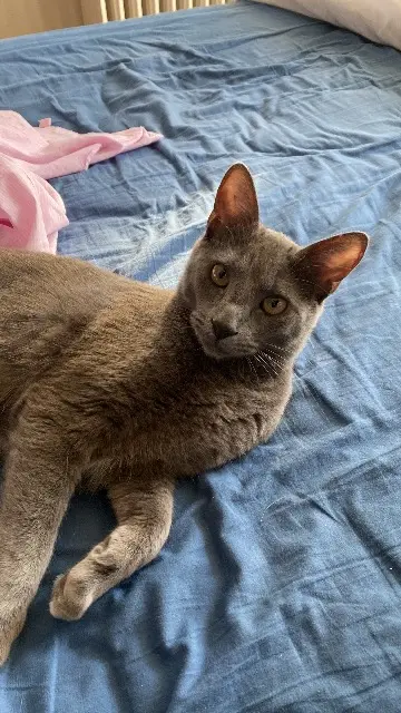 chat lost   83400 Hyères Hermes