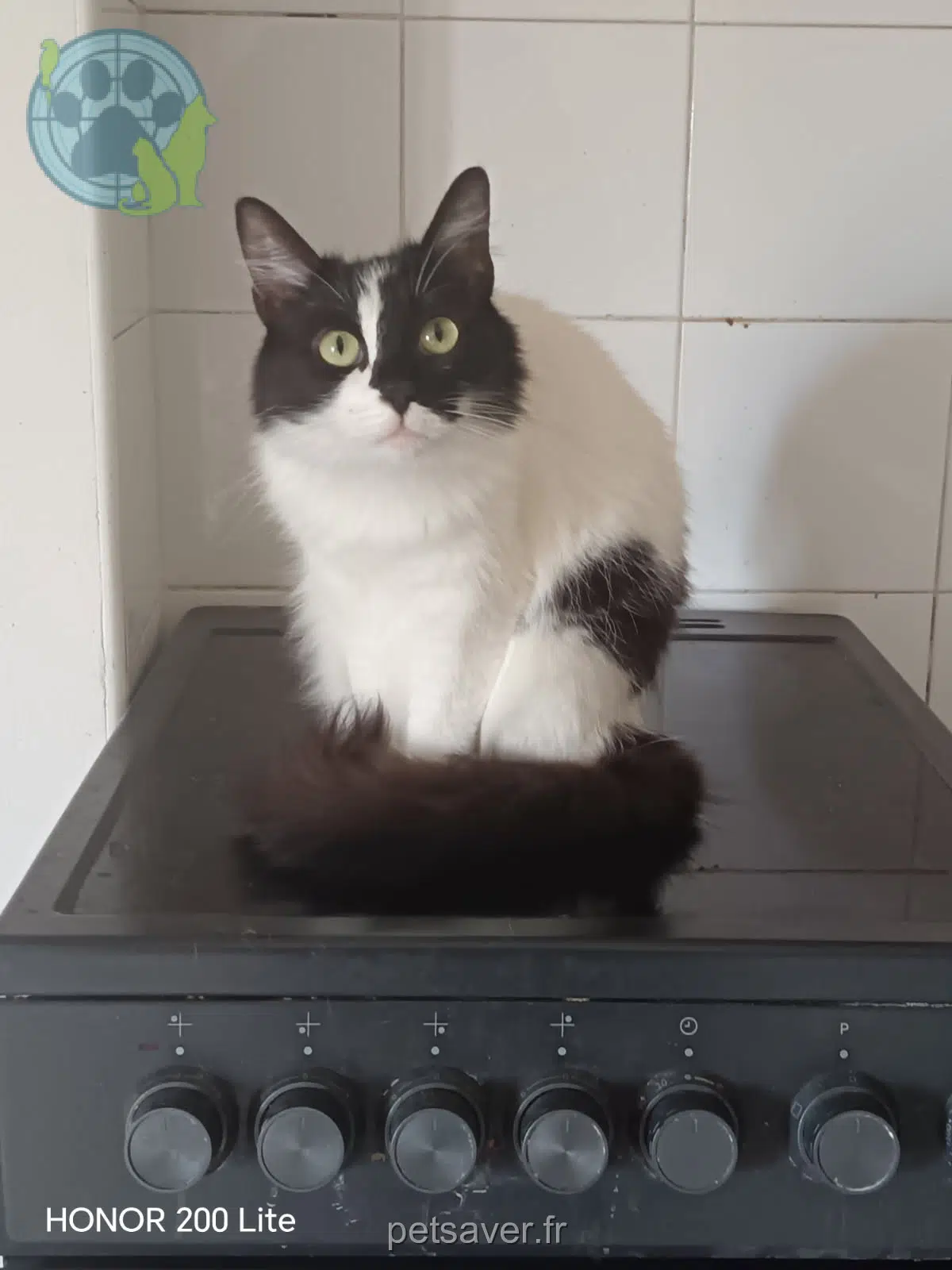 chat lost   83260 La Crau Hesed