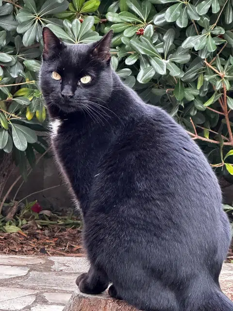 chat lost   83130 La Garde Houmous